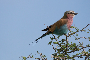 Duba Plains Camp Duba Plains Camp: Gabelracke