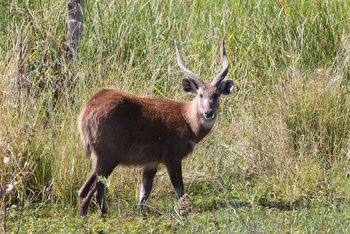 Jacana Camp Jacana Camp: Sitatunga-Antilope