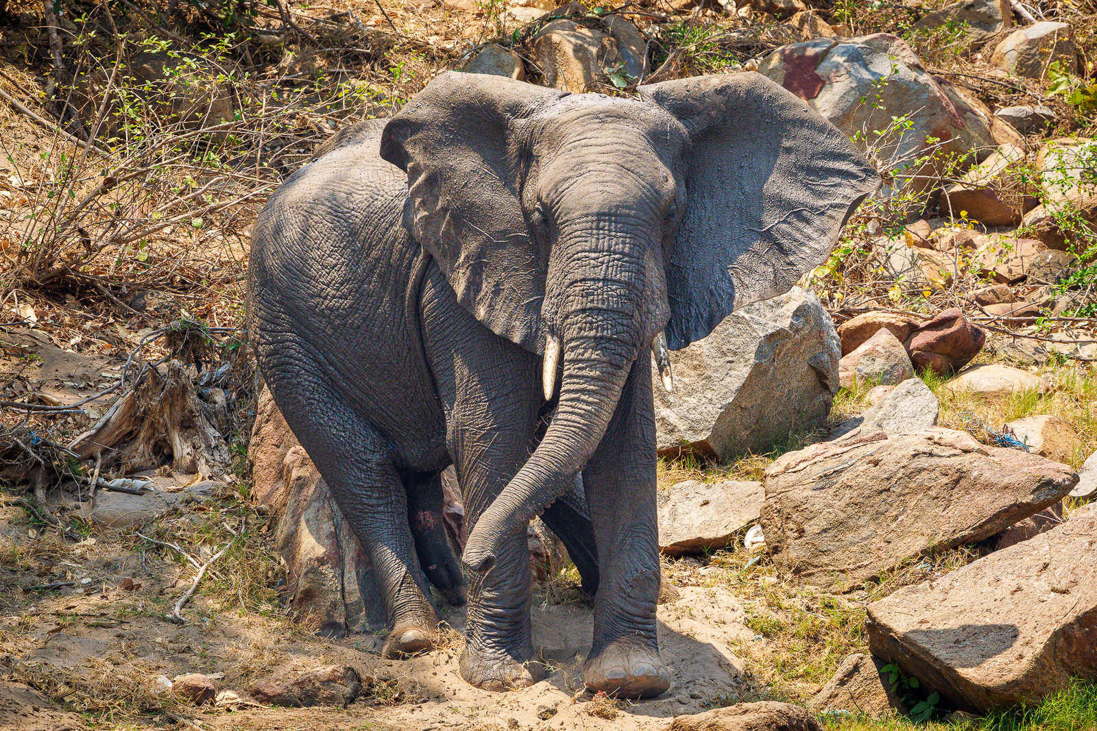 Mkulumadzi Lodge Mkulumadzi Lodge: Elefantenbulle