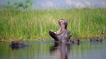 Jacana Camp Jacana Camp: Nilpferdrachen
