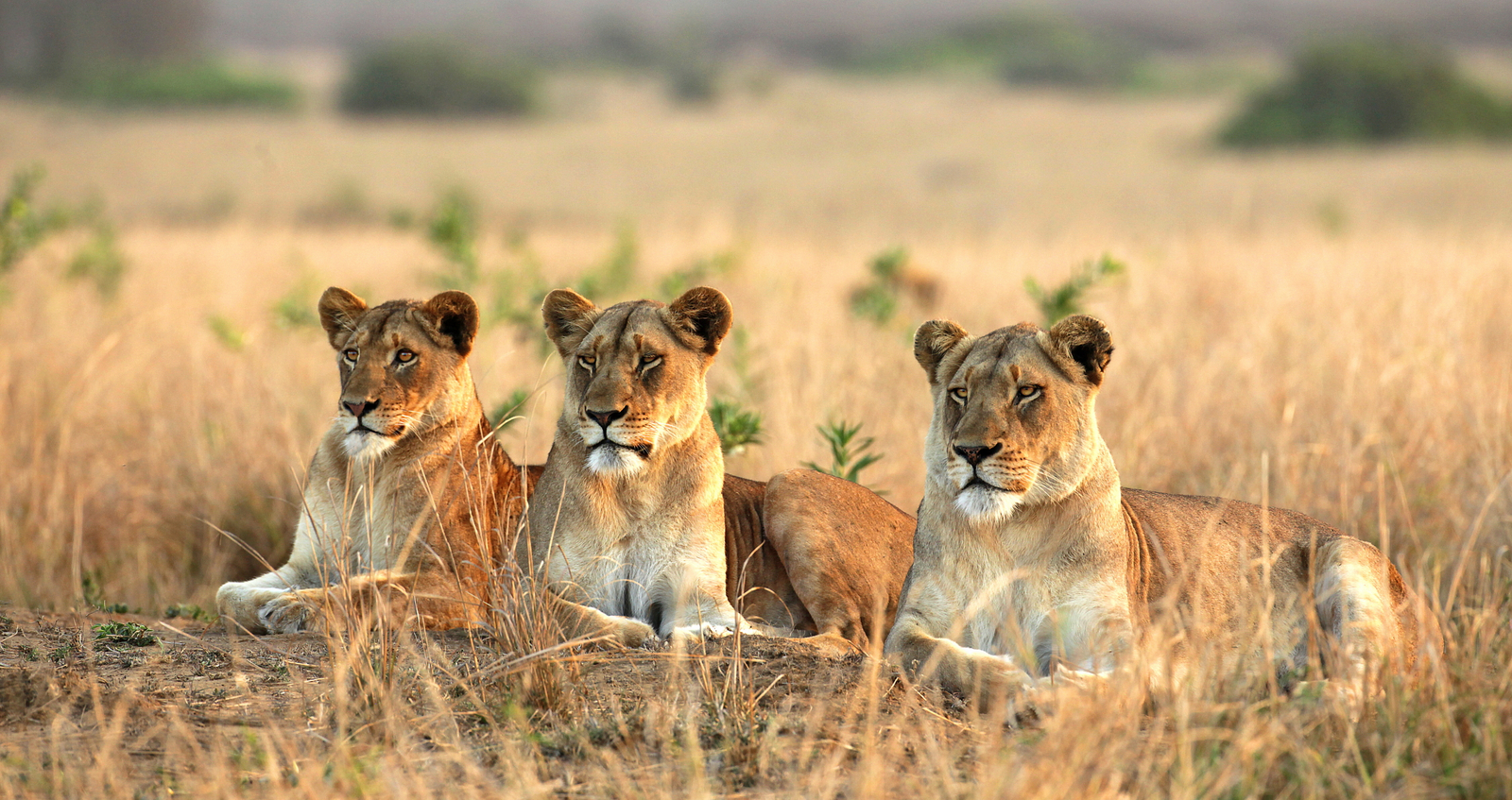 Xaranna Okavango Delta Camp Xaranna Okavango Delta Camp: Löwentrio