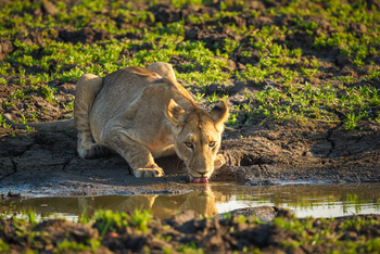 Kuthengo Camp Kuthengo Camp: Löwe ohne Mähne