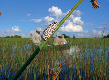 Moanachira Flood Plains Moanachira Flood Plains: Marbled reed frog
