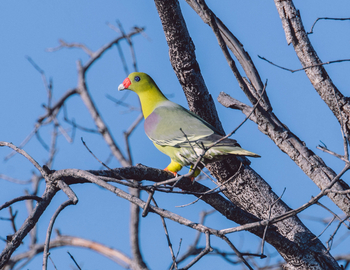 Moanachira Flood Plains Moanachira Flood Plains: Rotnasen-Grüntaube