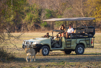 Kuthengo Camp Kuthengo Camp: Löwin