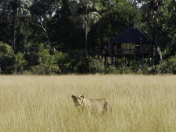 Kwetsani Camp Kwetsani Camp: Löwin im hohen Gras