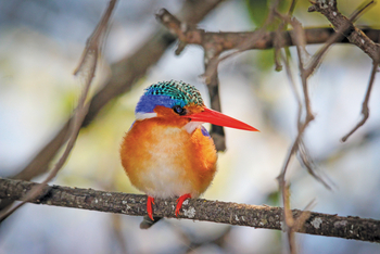 Moanachira Flood Plains Moanachira Flood Plains: Haubenzwergfischer