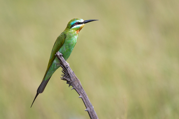 Little Tubu Camp Little Tubu Camp: Blue-cheeked Bee-Eater
