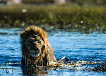 Duba Plains Camp Duba Plains Camp: Löwenmännchen im Wasser