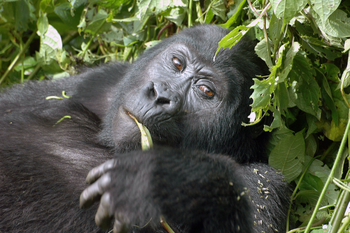 Sanctuary Gorilla Forest Camp Sanctuary Gorilla Forest Camp: Gorilla liegend