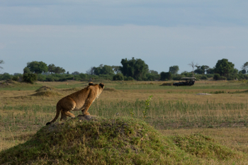 Duba Plains Camp Duba Plains Camp: Junger Löwe