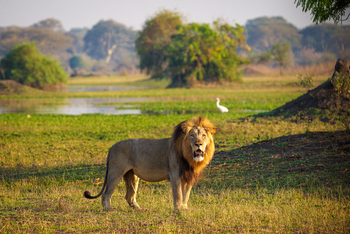 Kuthengo Camp Kuthengo Camp: Löwe mit Mähne