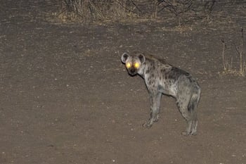 Mkulumadzi Lodge Mkulumadzi Lodge: Hyäne