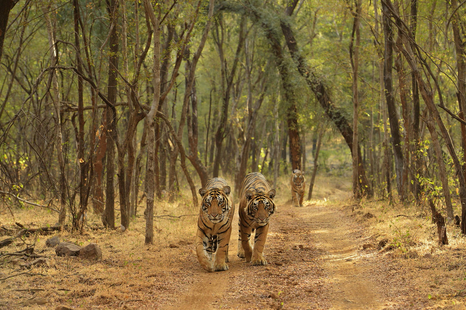 Sujan Sher Bagh: Tigergruppe im lichten Wald