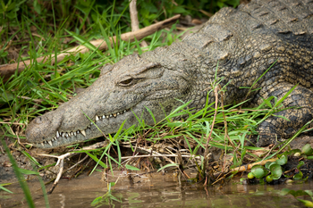 Kuthengo Camp Kuthengo Camp: Krokodil