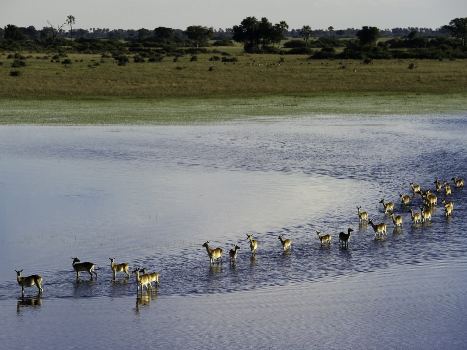 Jacana Camp Jacana Camp: Rote Moorantilopen im Wasser