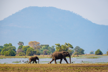 Kuthengo Camp Kuthengo Camp: Elefantenkuh mit Kalb
