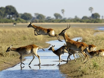 Jacana Camp Jacana Camp: Rote Moorantilopen