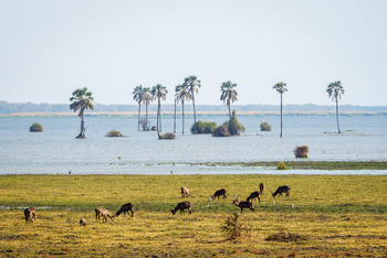 Kuthengo Camp Kuthengo Camp: Antilopen am Ufer
