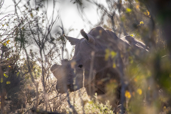 Mma Dinare Camp Mma Dinare Camp: Nashorn