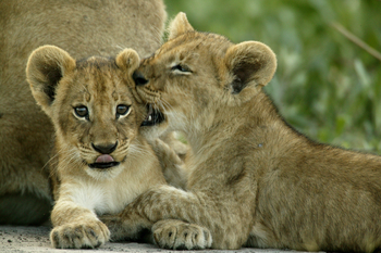 Duba Plains Camp Duba Plains Camp: Soziale Gesten