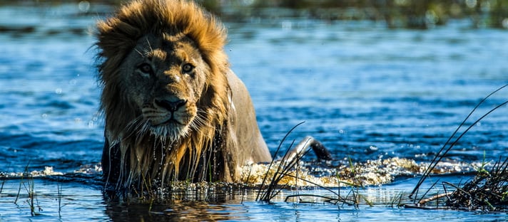 Duba Plains Camp: Löwenmännchen im Wasser Okavango-Delta