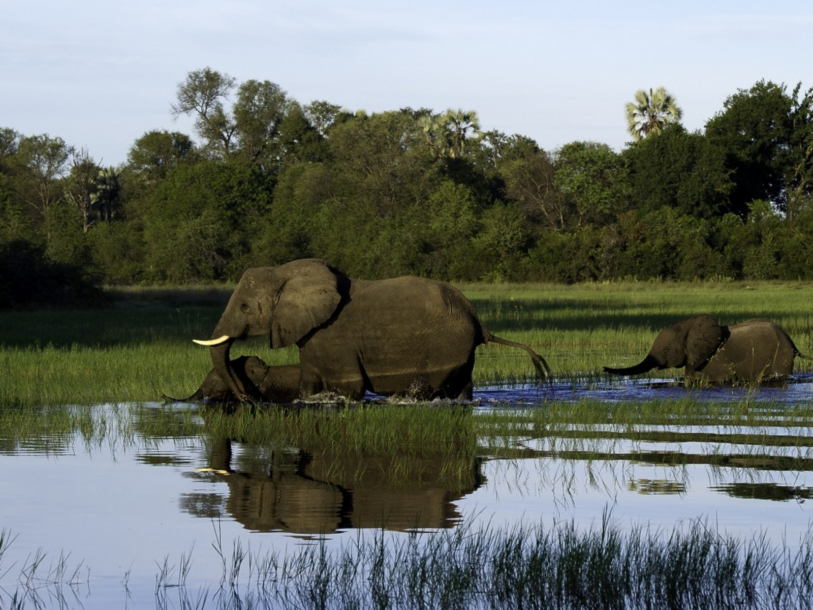 Jacana Camp Jacana Camp: Watende Elefanten