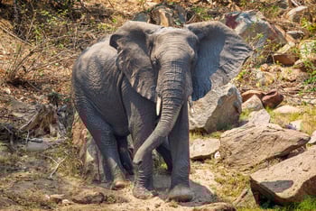 Mkulumadzi Lodge Mkulumadzi Lodge: Elefantenbulle