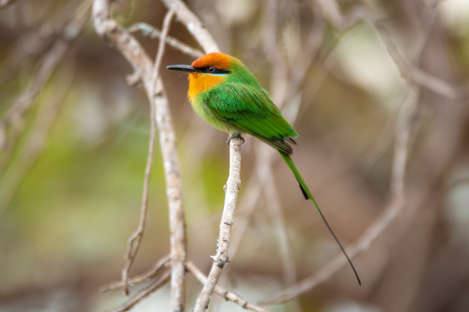 Kuthengo Camp Kuthengo Camp: Little Bee-Eater