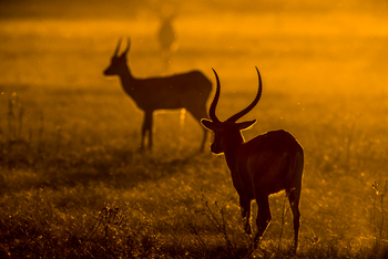 Duba Plains Camp Duba Plains Camp: Lechwe-Hörner