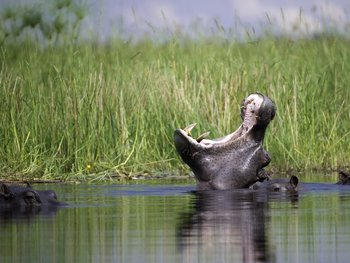 Kwetsani Camp Kwetsani Camp: Nilpferd