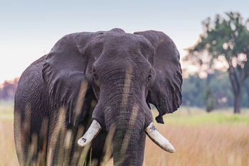 Moanachira Flood Plains Moanachira Flood Plains: Afrikanischer Elefant