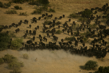 Duba Plains Camp Duba Plains Camp: Ein Angriff hat begonnen