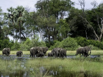 Kwetsani Camp Kwetsani Camp: Elefanten auf der Flutebene