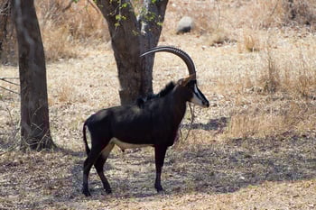 Mkulumadzi Lodge Mkulumadzi Lodge: Rappenantilope - Hippotragus niger