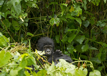 Sanctuary Gorilla Forest Camp Sanctuary Gorilla Forest Camp: Gorillababy