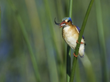 Kwetsani Camp Kwetsani Camp: Malachit-Eisvogel