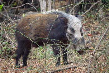Kuthengo Camp Kuthengo Camp: Bush Pig