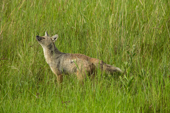 Duba Plains Camp Duba Plains Camp: Streifenschakal