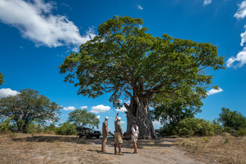 Kuthengo Camp Kuthengo Camp: Baobab mit vollem Laub