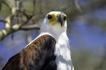 Kuthengo Camp Kuthengo Camp: African Fish Eagle