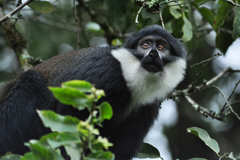 Sanctuary Gorilla Forest Camp Sanctuary Gorilla Forest Camp: Kolobusaffe